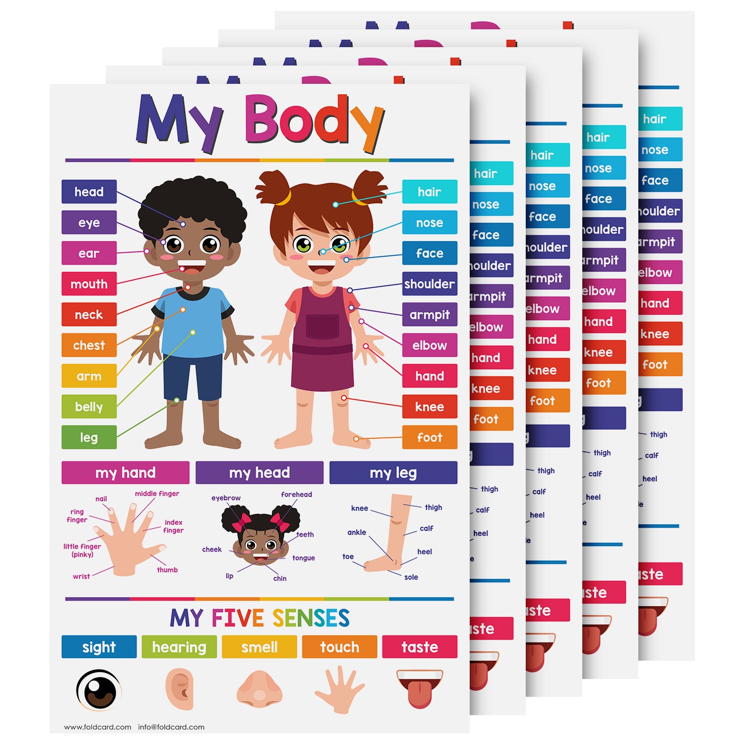My Body Chart for Kids | Bright and Colorful Educational Poster | 11" x 17" | 5 Pack