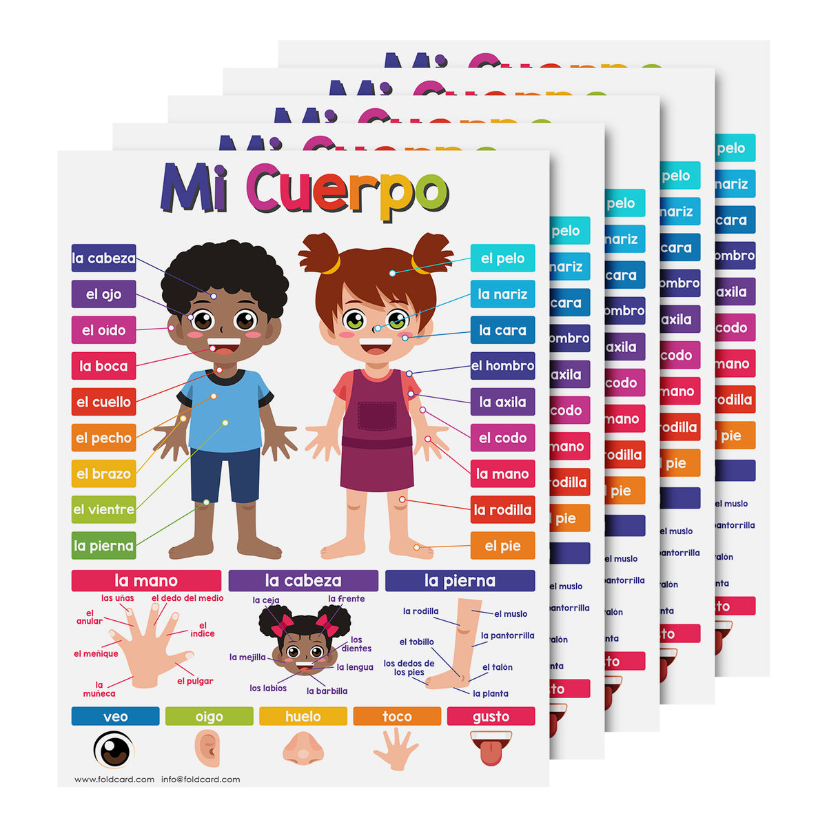 My Body Spanish Chart for Kids | Bright and Colorful Educational Poster | 8.5" x 11" | 5 Pack